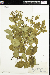 Rubus acridens image