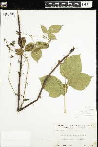 Rubus acridens image