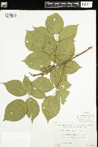 Rubus acridens image