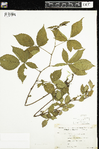 Rubus acridens image