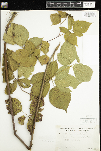 Rubus acridens image