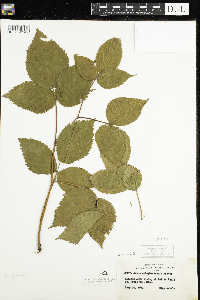 Rubus acridens image