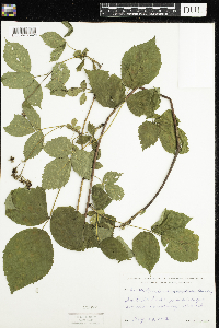 Rubus acridens image