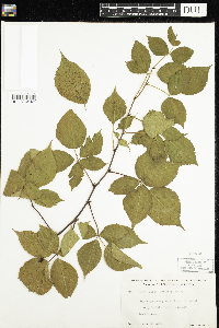Rubus acridens image