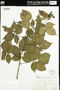 Rubus acridens image