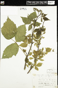 Rubus acridens image