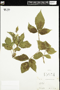 Rubus acridens image