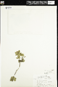 Rubus arcticus image