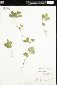 Cicuta maculata image