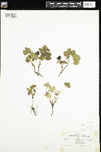 Rubus arcticus subsp. stellatus image