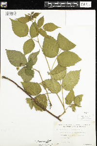Rubus allegheniensis image
