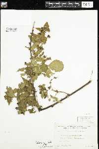Rubus allegheniensis image