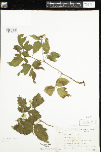 Rubus allegheniensis image