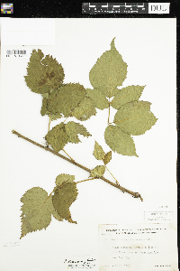 Rubus allegheniensis image