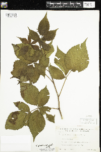 Rubus allegheniensis image