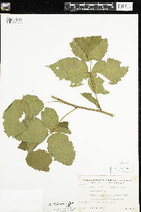 Rubus allegheniensis image
