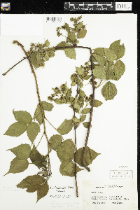 Rubus allegheniensis image
