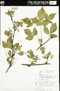 Rubus allegheniensis image