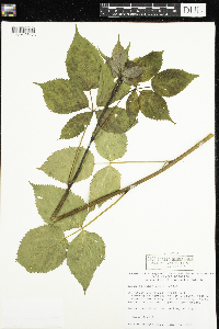 Rubus allegheniensis image