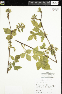 Rubus allegheniensis image