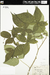 Rubus allegheniensis image