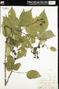 Rubus allegheniensis image