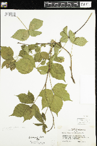 Rubus allegheniensis image