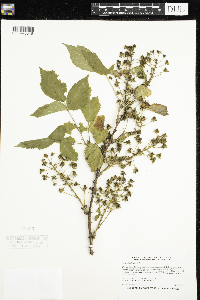 Rubus allegheniensis image