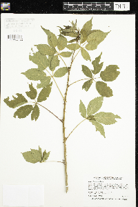 Rubus allegheniensis image