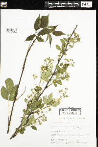 Rubus allegheniensis image