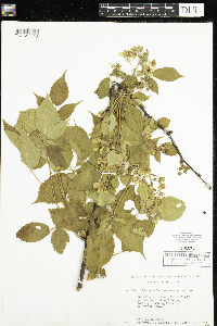 Rubus allegheniensis image