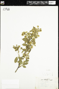Rubus allegheniensis image