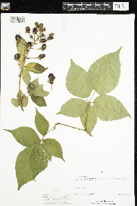 Rubus allegheniensis image