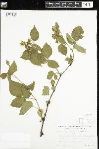 Rubus allegheniensis image