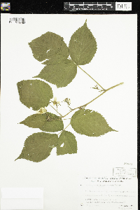 Rubus allegheniensis image