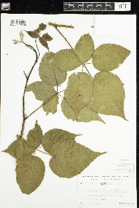 Rubus allegheniensis image
