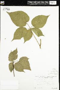 Rubus allegheniensis image