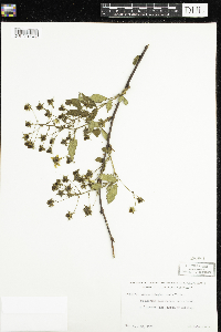 Rubus allegheniensis image