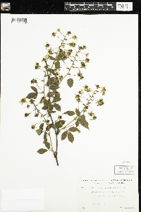 Rubus allegheniensis image