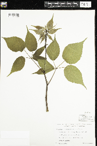 Rubus allegheniensis image