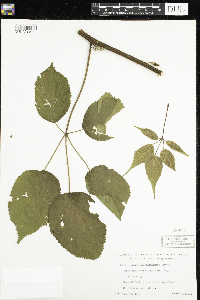 Rubus allegheniensis image