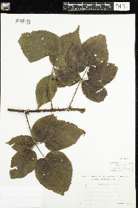 Rubus allegheniensis image