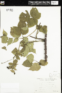Rubus allegheniensis image