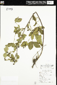 Rubus allegheniensis image