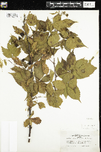 Rubus allegheniensis image