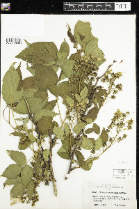 Rubus allegheniensis image