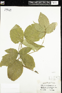Rubus allegheniensis image