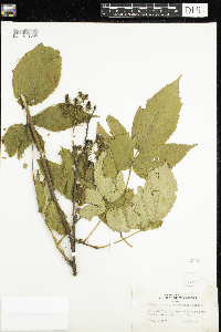 Rubus allegheniensis image