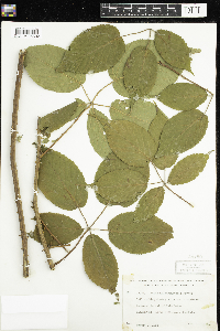 Rubus allegheniensis image