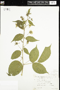 Rubus allegheniensis image